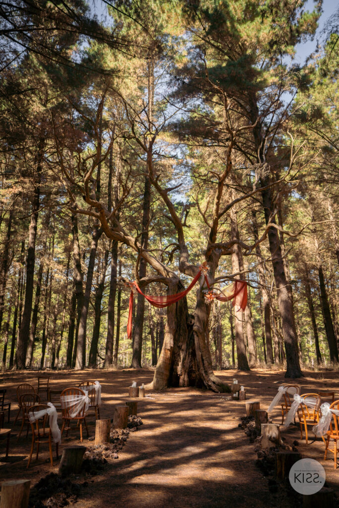 Forest ceremony setup with rustic benches and red drapery