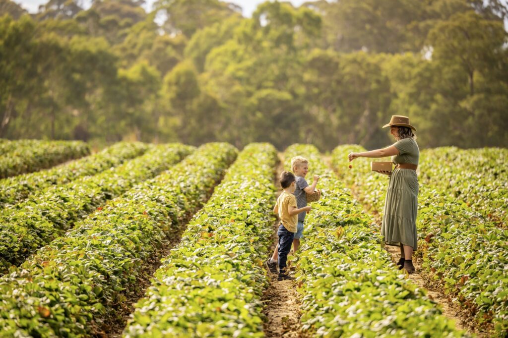 Visitors picking strawberries at Beerenberg in Hahndorf.