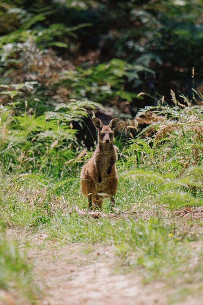 A kangaroo among ferns in Deep Creek National Park.