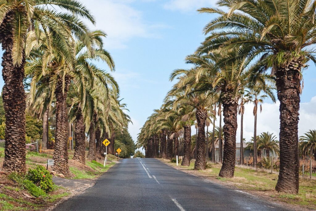 Palm-lined avenue at Seppeltsfield
