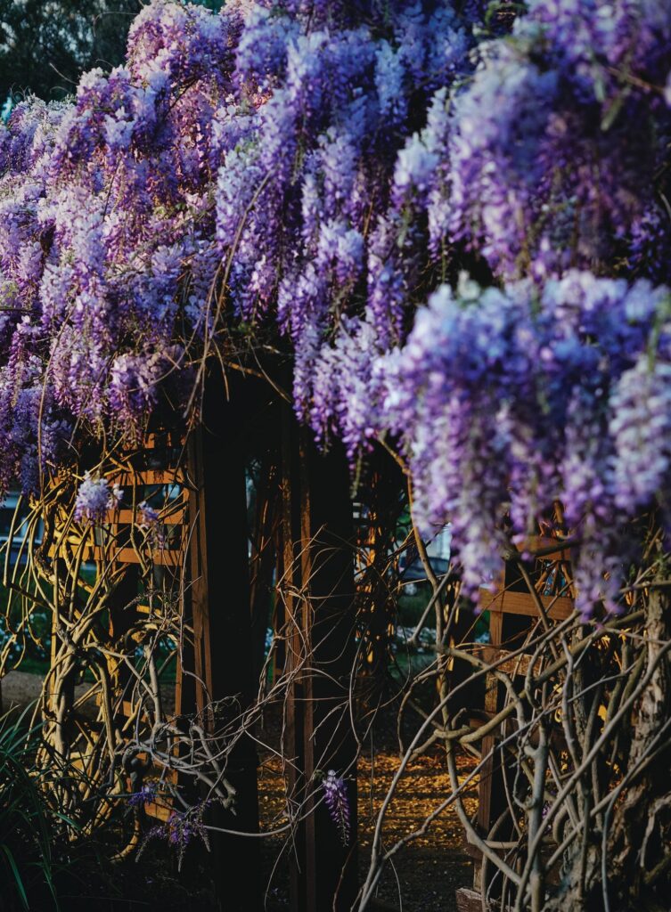 Purple wisteria in Veale Gardens, Adelaide.