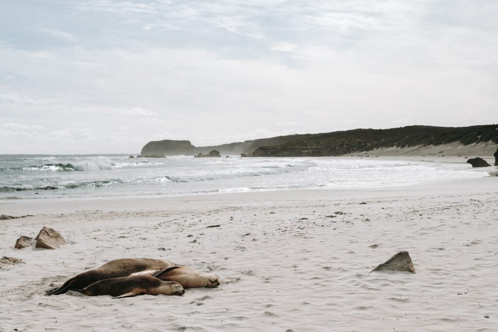 Australian sea lions resting on the beach at Seal Bay.